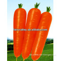 2015 New Crop High Disease Resistant Hybird F1 Carrot Seeds For Planting